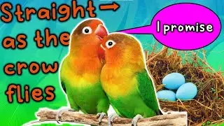 The Little Bird Song 🐤 | 'Music is a Nest' | Songs for learning English