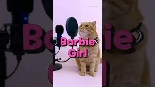 베니의 &lsquo;Barbie Girl(바비걸)&rsquo; - Aqua(아쿠아) cover by Benny the Cat #shorts