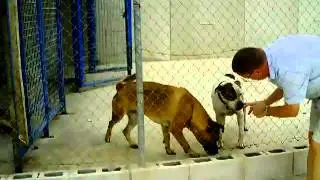 Two dogs await their fate in the animal crematorium