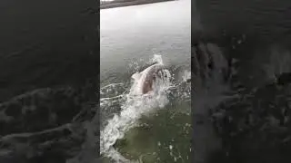 Very big fish