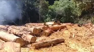 Aktifitas perusahaan kayu logging kalimantan