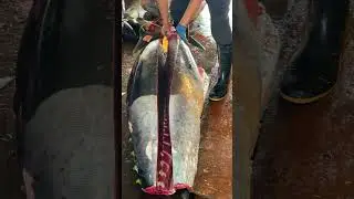 Precyzyjne krojenie ogromnego otoro z gigantycznego tuńczyka błękitnopłetwego! #OtoroCut #Tuńczyk...