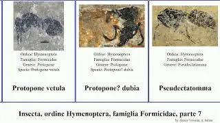 Insecta, ordine Hymenoptera, famiglia Formicidae, parte 7 pyramica prionopelta pogonomyrmex ponera