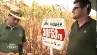 Report Genmais 1507 von Sch&auml;dlingen befallen