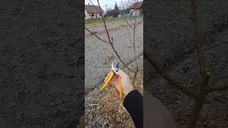Őszibarack metszése