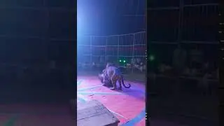 Tiger vs Lion (Tiger dominating Lion)