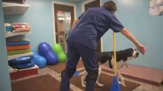 Dog Physical Therapy - Strength Exercises - Cones