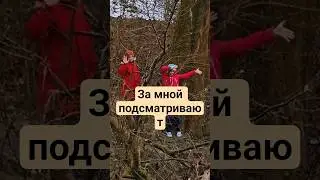 обзор ствола огромного тополя. за мной подглядывают