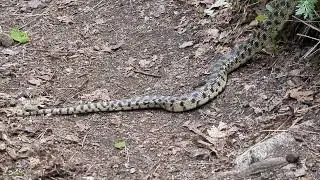 long boi moves off the trail