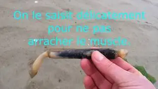 La p&ecirc;che aux couteaux avec du sel en Bretagne