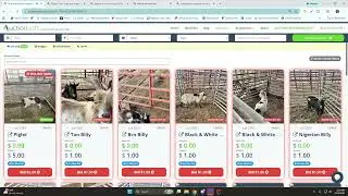 Marble Market Place Livestock Auction is running a few animals  via simulcast