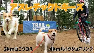 アスレチックドギーズ　ジャックラッセルテリアとバイクジョアリング　カニクロス同時開催 / bikejoring with dogs Jack Russell Terrier canicross