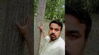 poplar g48 variety up sitapur 34