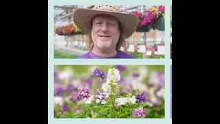 Bachmans.com | Annuals