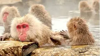 Animation of a Japanese macaque monkey in a hot spring