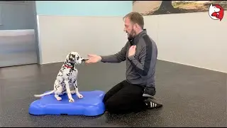 DGP Puppy Class Video - Body Handling