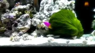 Bicolor Dottyback