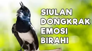 TERAPI KACER GACOR INI AMPUH ATASI KACER MACET BUNYI LANGSUNG NYAUT EMOSI BUKA EKOR