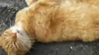 2 Poser cat lounging