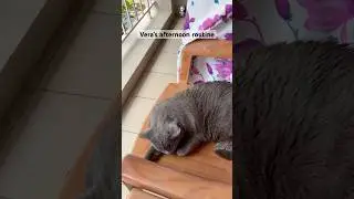 My cat&rsquo;s afternoon routine #lifewithcats