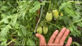 Growing Roma tomatoes from seed super simple!