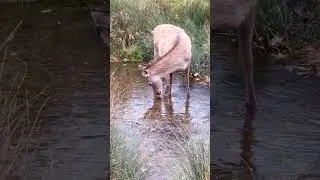 Young Deer | Doe