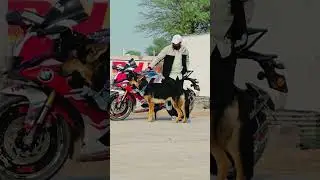 dogs lovers ❤️ #dog #doglover #dogsofinstagram #doglover #dogart #doglove #trending #shorts #yt