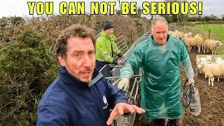 Pregnancy Scanning Sheep &ndash; You Can NOT Be SERIOUS!