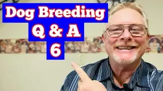 Tips For Which Dog Heat Cycle To Start Breeding On! Talking To Customers, All About Dog Breeding!