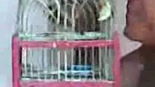 SIGUE EL PURU JUGANDO