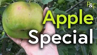Apple Special (Care, Pruning, Variety Gallery & More!) - Pots & Trowels