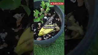 Tip 15 DIY Plant Fertilizer