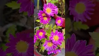 Chrysanthemum Garden / Natural flowers! #shorts​ #beautifulnaturalflowers​#flowergarden​ #rosegarden