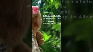 BALD UAKARI PRIMATES || cacajao calvus | South America monkey | wikipedia #balduakari #primative