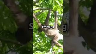 Struggling Monkey's Daily Hustle #monkey #usa #amazon #animals #survival #food #animal #monkeyvideo
