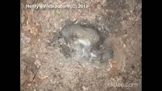 Squirrel decomposition reversed