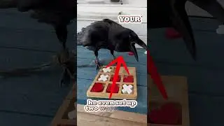 Can You Beat This Raven in Tic Tac Toe?