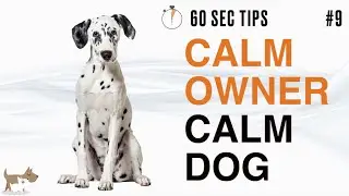 Tip 9: Being calm when dog training - Dog Training in Tower Hamlets, London