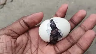 Chicken Egg Hatching - Hatch Chicks at Home 🐣 Egg Hatching, Hen & Chicks, Pet Chickens