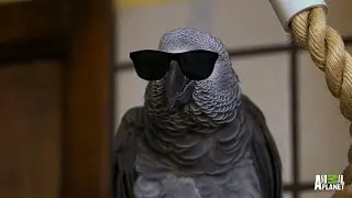 Meet Santos: The Rapping, Potty Mouth Parrot