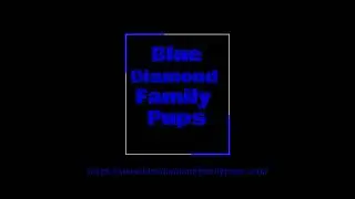 Blue Diamond RWs Bella French Bulldog Litter