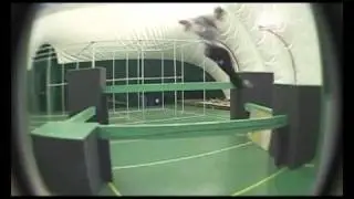 Erovikov Blade Vlad 2011 gym.