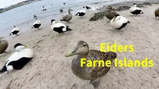 Common Eiders - Farne Islands