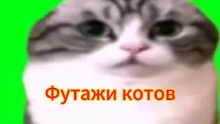 Футажи котов| 2 часть