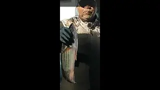 Dec 14 2025 Fish Clean