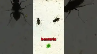 Flies: The Small Yet Significant Insects of the World! #wildlifeshorts