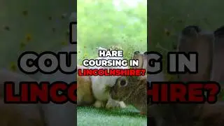 Three Sentenced for Hare Coursing in Lincolnshire🐰🐇