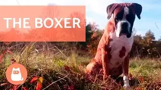 The BOXER Dog - Traits and Training!