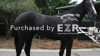 Puissance De Lune x  Sunbite (2018) gelding