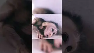 Dog barking frightened baby monkey